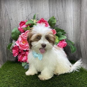 Havanese Puppy Bronx
