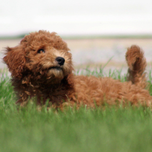 Goldendoodle Puppy Amber