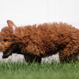 Goldendoodle Puppy Amber