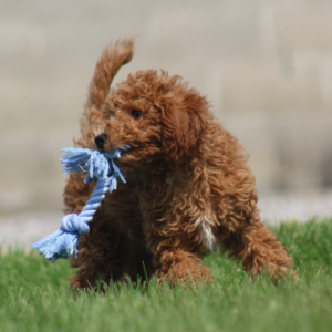 Goldendoodle Puppy Amber
