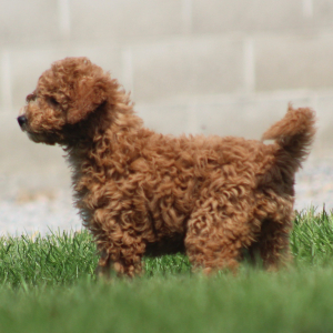 Goldendoodle Puppy Amber