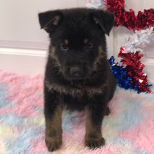 German Shepherd Dog Puppy Deon