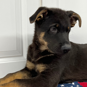 German Shepherd Dog Puppy Deon