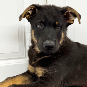 German Shepherd Dog Puppy Deon