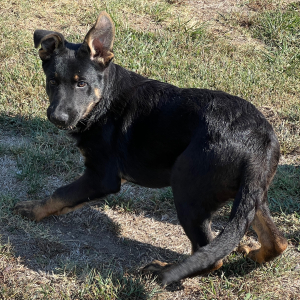German Shepherd Dog Puppy Deon