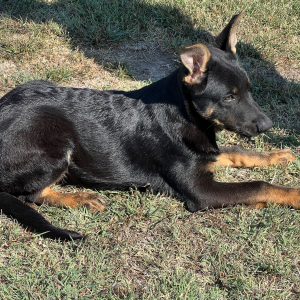 German Shepherd Dog Puppy Deon