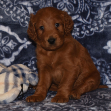 Labradoodle Puppy Romeo