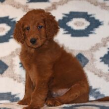 Labradoodle Puppy Romeo