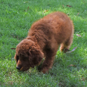 Labradoodle Puppy Romeo
