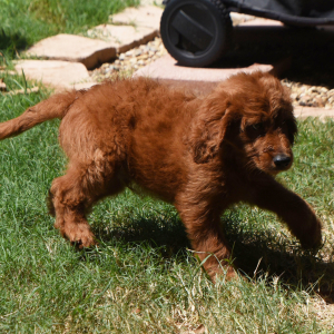 Labradoodle Puppy Romeo