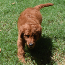 Labradoodle Puppy Romeo