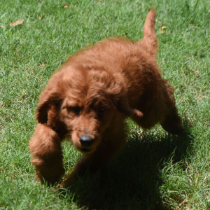 Labradoodle Puppy Romeo