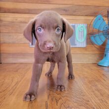 Labrador Retriever Puppy Gabby