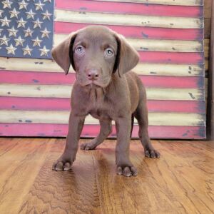Labrador Retriever Puppy Gabby