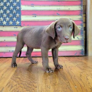 Labrador Retriever Puppy Gabby