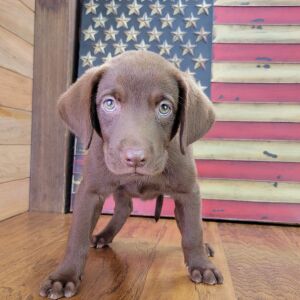 Labrador Retriever Puppy Gabby