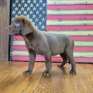 Labrador Retriever Puppy Gabby