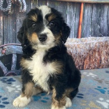 Bernedoodle Puppy Rylan