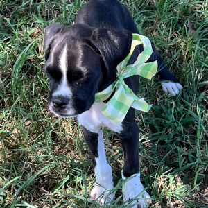 Boxer Puppy Lancome