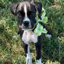 Boxer Puppy Lancome