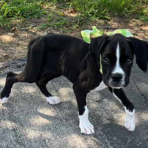 Boxer Puppy Lancome