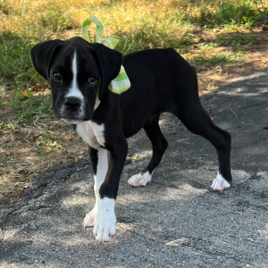 Boxer Puppy Lancome