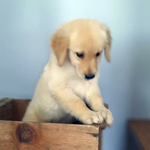 Golden Retriever Puppy Penny