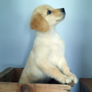 Golden Retriever Puppy Penny