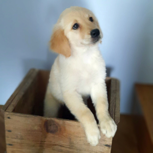 Golden Retriever Puppy Penny