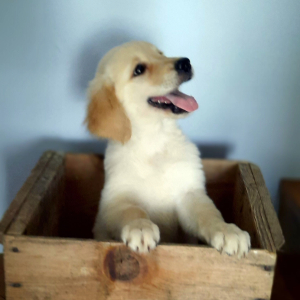 Golden Retriever Puppy Penny