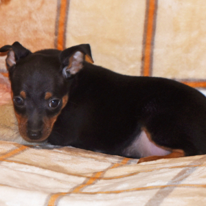 Miniature Pinscher Puppy Luke