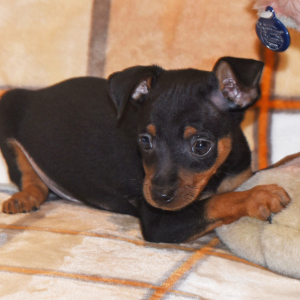 Miniature Pinscher Puppy Luke