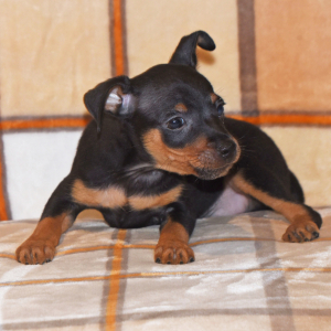 Miniature Pinscher Puppy Luke
