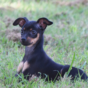 Miniature Pinscher Puppy Luke