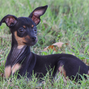Miniature Pinscher Puppy Luke