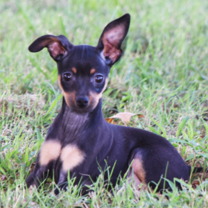 Miniature Pinscher Puppy Luke