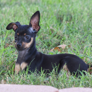 Miniature Pinscher Puppy Luke