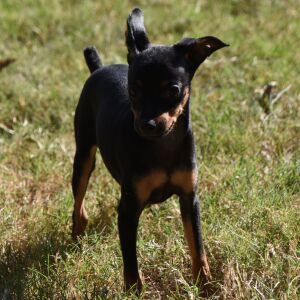 Miniature Pinscher Puppy Luke