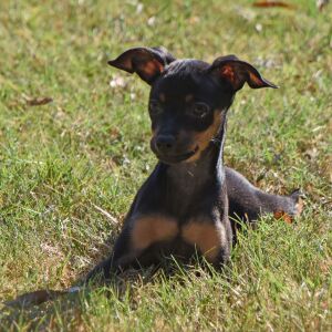 Miniature Pinscher Puppy Luke