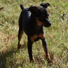 Miniature Pinscher Puppy Luke