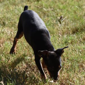 Miniature Pinscher Puppy Luke