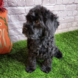 Poodle Puppy Buck