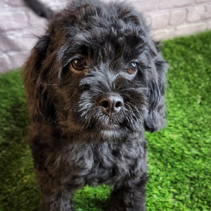 Poodle Puppy Buck