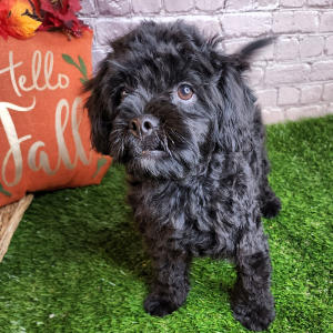 Poodle Puppy Buck
