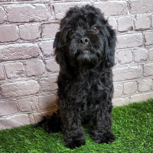 Poodle Puppy Buck
