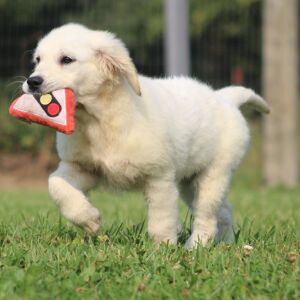 Golden Retriever Puppy Grace