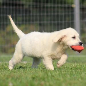 Golden Retriever Puppy Grace