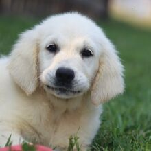 Golden Retriever Puppy Grace