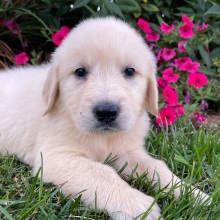 Golden Retriever Puppy Ethan