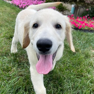 Golden Retriever Puppy Ethan